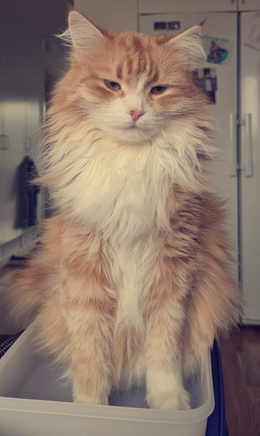 Sibirisk katt Gryphon